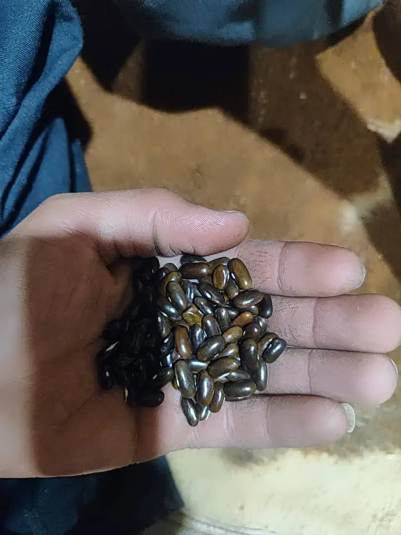 بذرلوبیاسبزامریکای|عمدهفروشی|بن, |دیوار