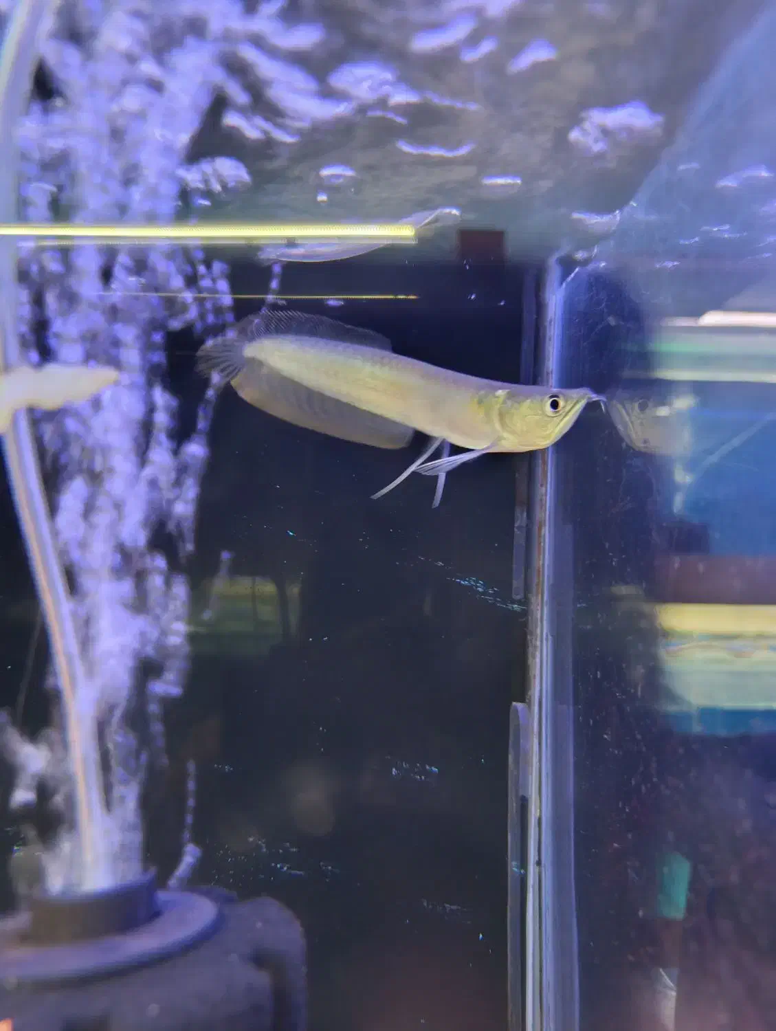 آروانا سیلور ۲۰سانت|ماهی|کرج, عظیمیه|دیوار