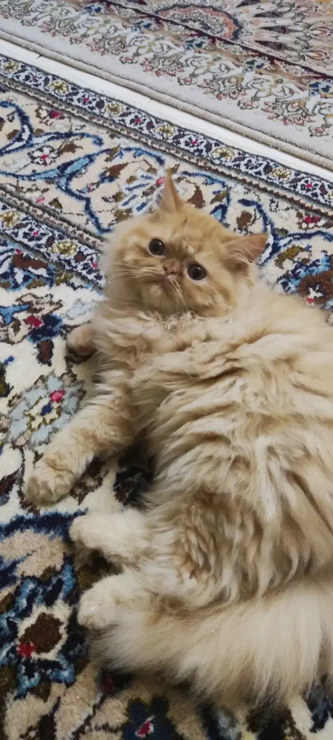 گربه پرشین وارداتی ماده ۶ ماهه|گربه|پرند, فاز ۶|دیوار