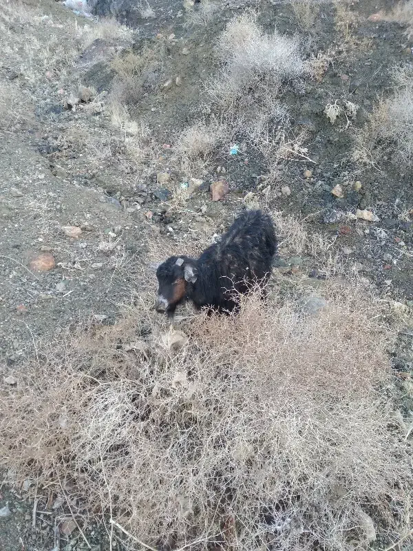 گوسفند|حیوانات مزرعه|بیرجند, |دیوار