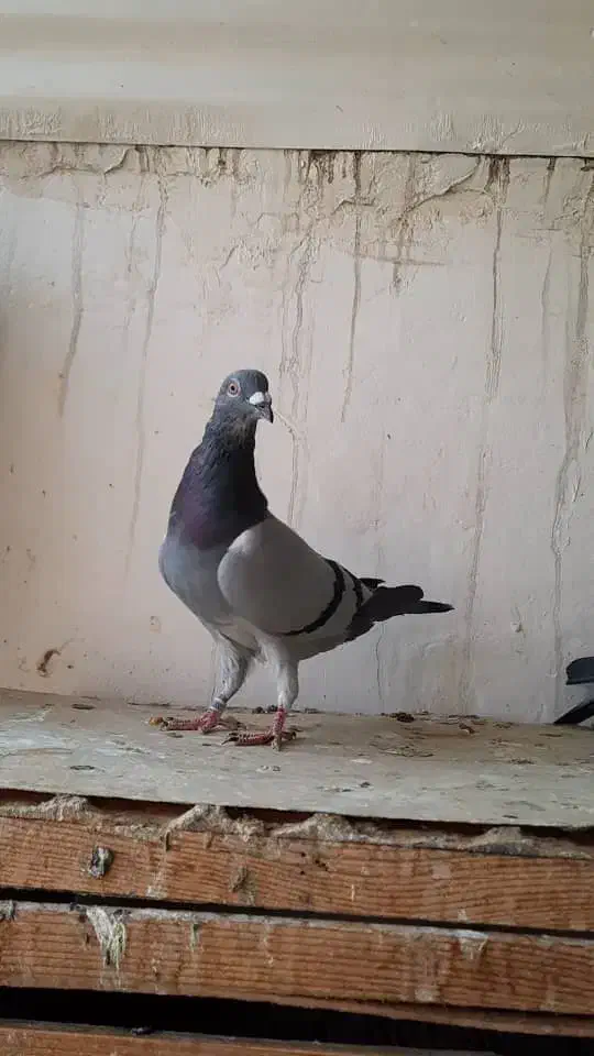 پلاکی درجه یک|پرنده|برازجان, |دیوار