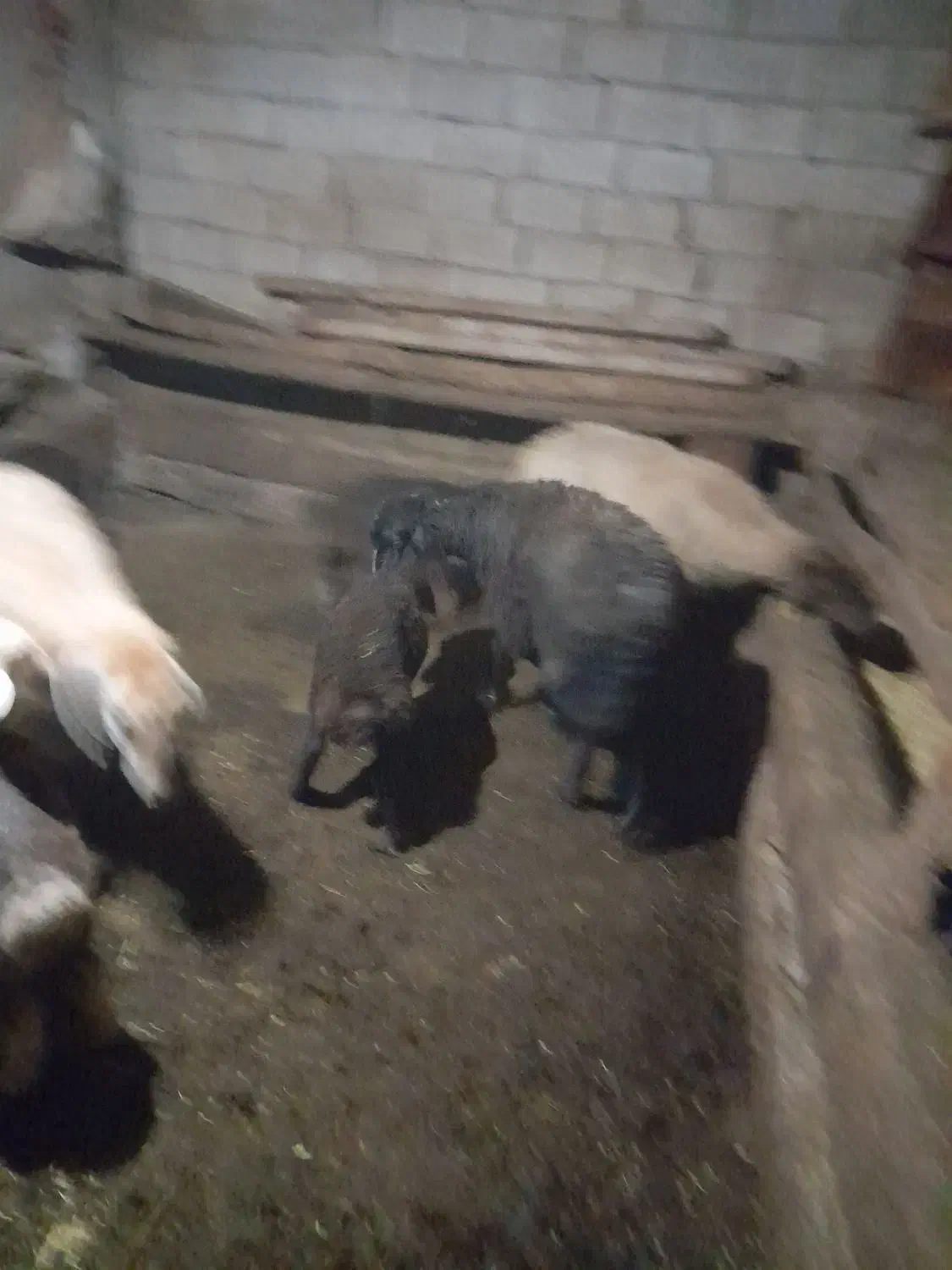 جفتی ۵۵ ملیون|حیوانات مزرعه|سرعین, |دیوار