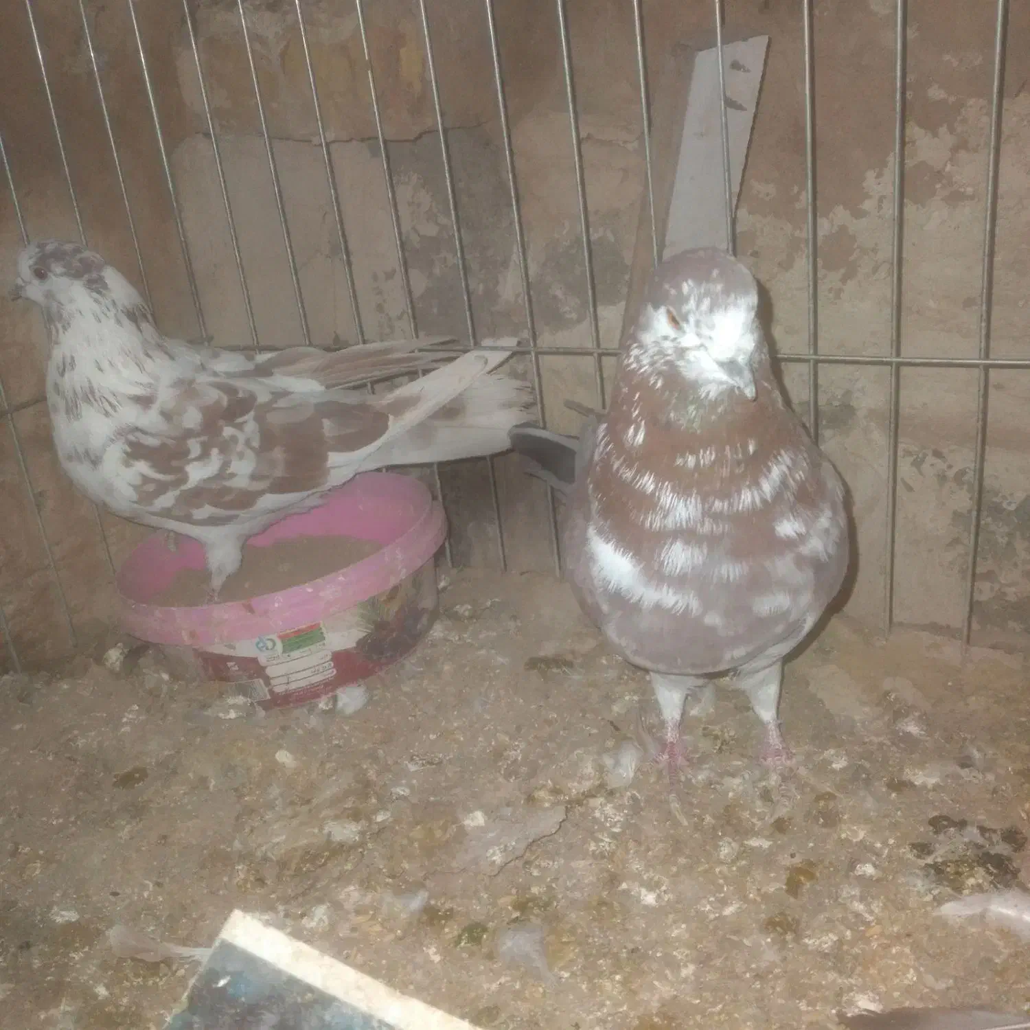 کفتر|پرنده|خمینی‌شهر, |دیوار