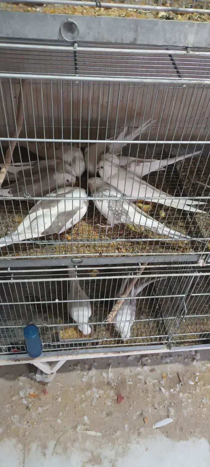 فروش عروس هلندی.برزیلی از سالن پرورش بازدید صحنه|پرنده|صحنه, |دیوار