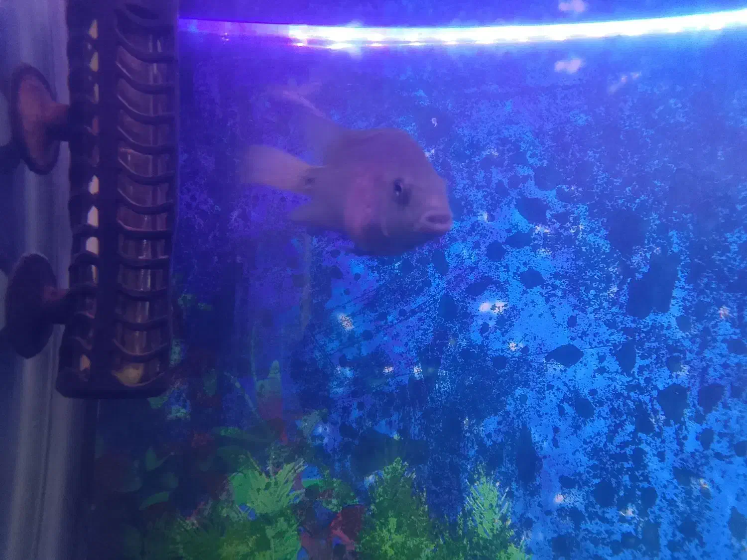 ماهی مقاوم و جذاب اکواریوم|ماهی|شیراز, گویم|دیوار