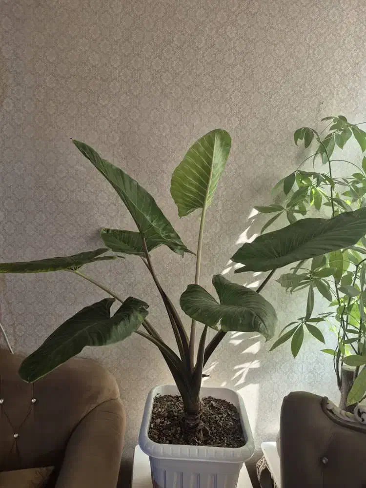 گل بابا آدم و لیراتا|گل و گیاه طبیعی|تهران, والفجر (افسریه)|دیوار