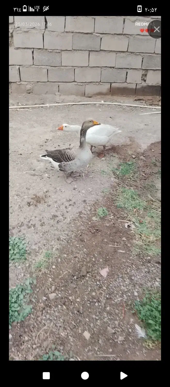 غاز|حیوانات مزرعه|بم, |دیوار