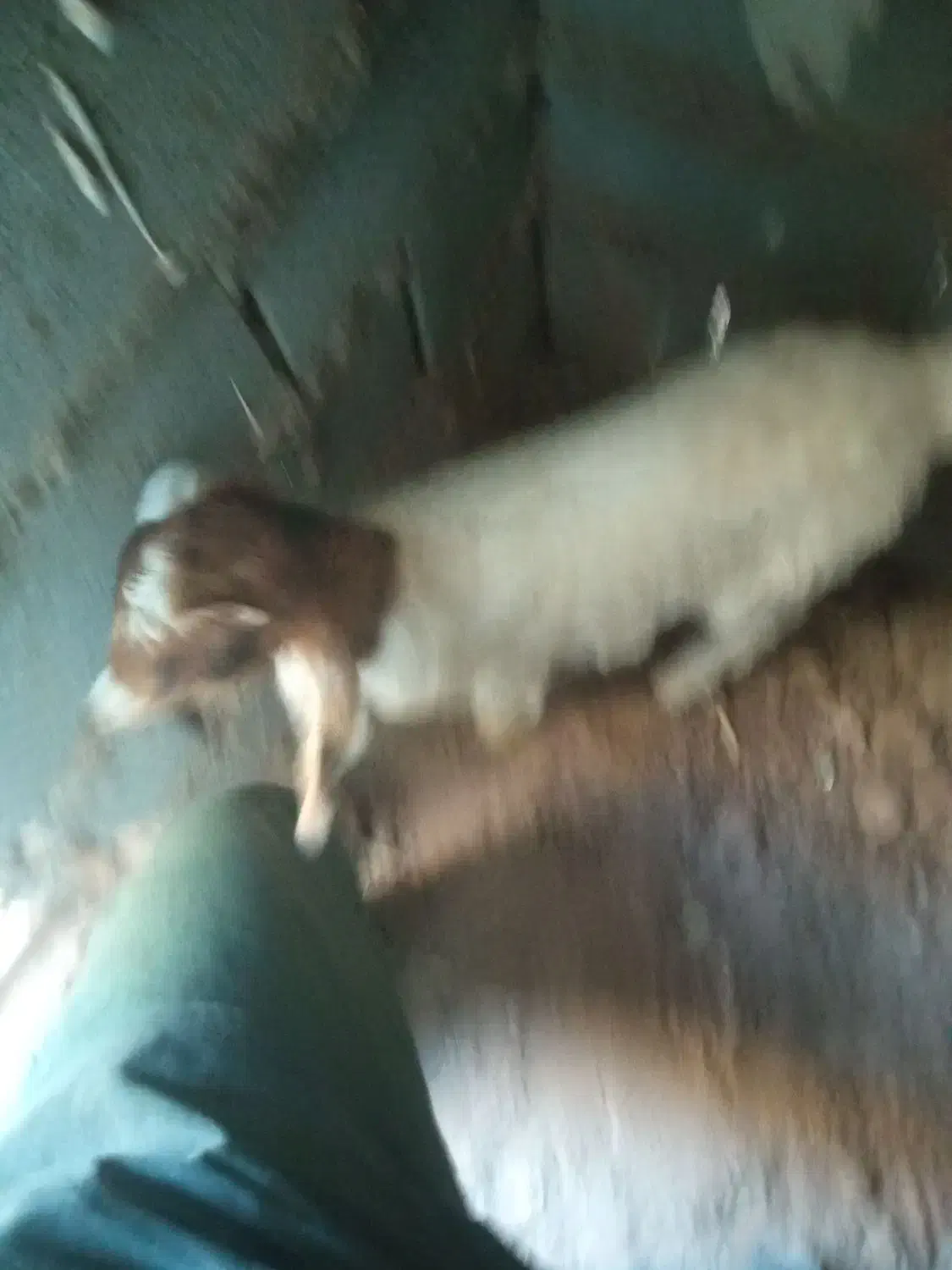 بز و بزغاله ماده|حیوانات مزرعه|پائین جام, |دیوار