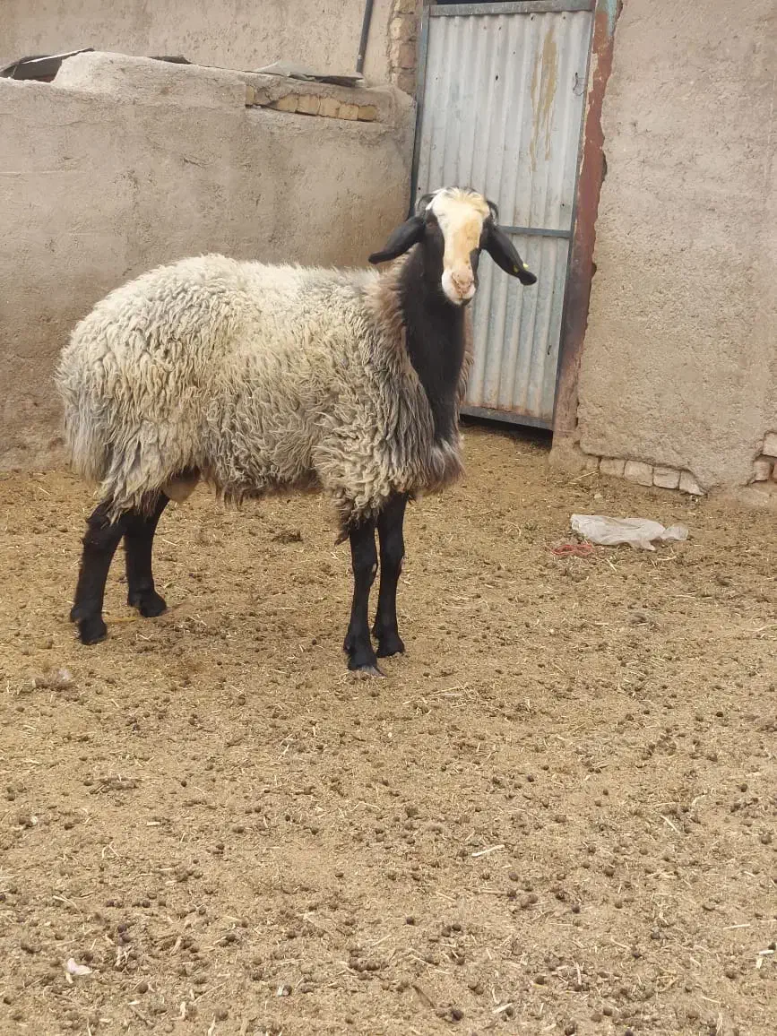 خ گوسفند|حیوانات مزرعه|سبزوار, نواب صفوی|دیوار