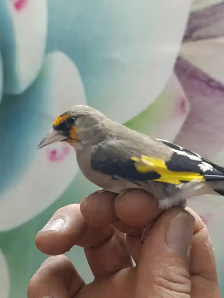 ۴ عدد سهره ۳عدد نر ۱ عدد ماده جوجه قفس|پرنده|وحیدیه, |دیوار