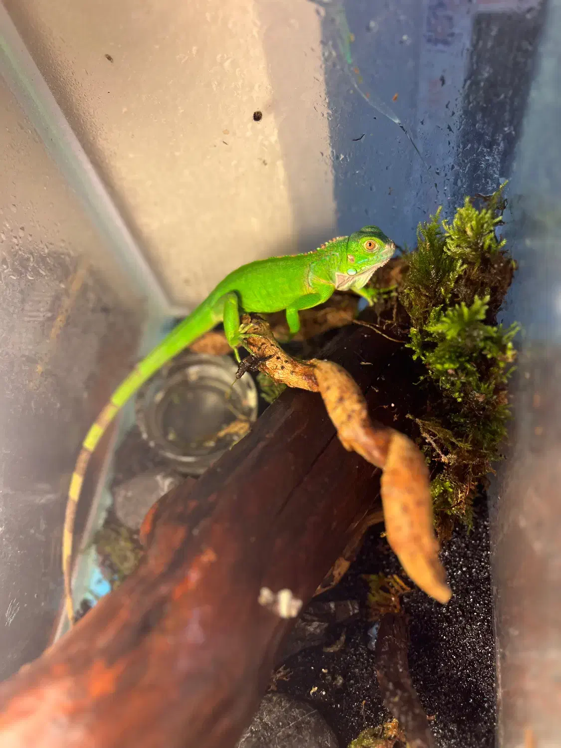 خزنده حیوانات|خزنده|تهران, ائمه اطهار|دیوار