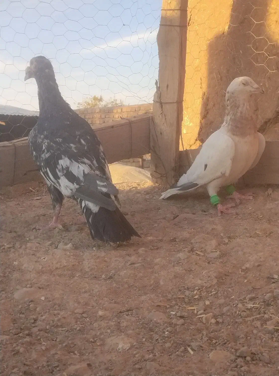 سار سرور|پرنده|مشهد, شهید معقول|دیوار