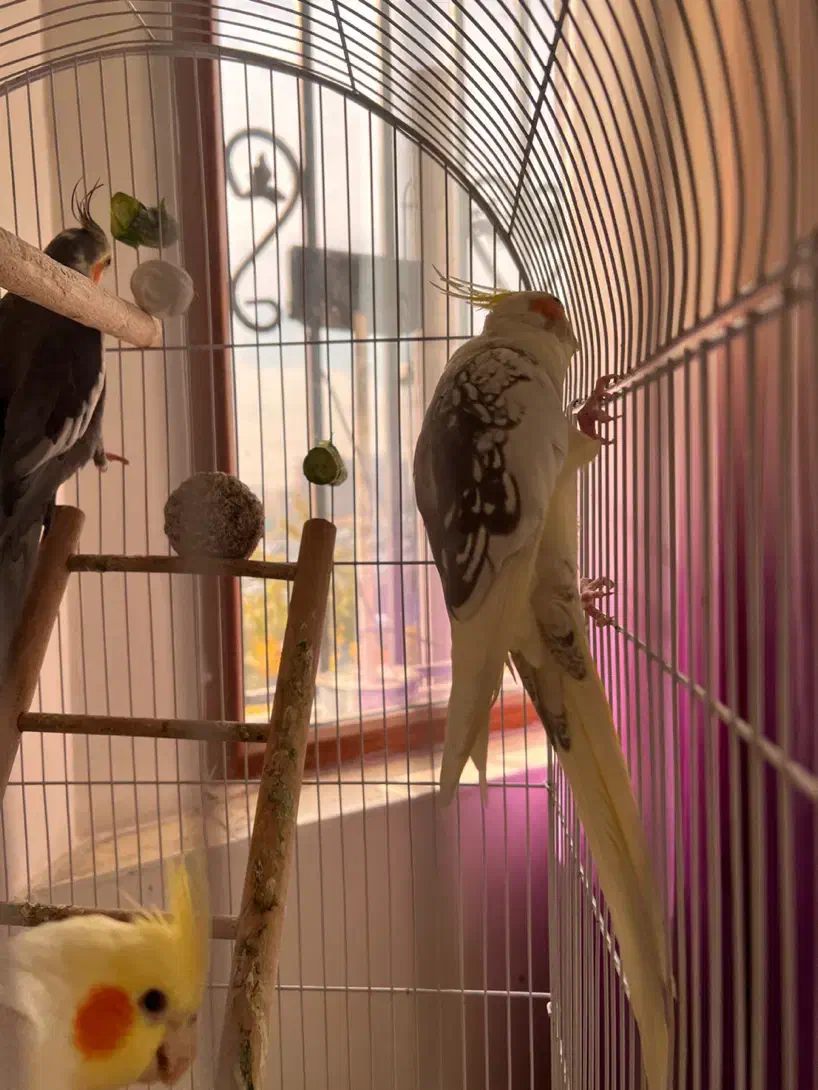 عروس هلندی|پرنده|تهران, سردارجنگل|دیوار