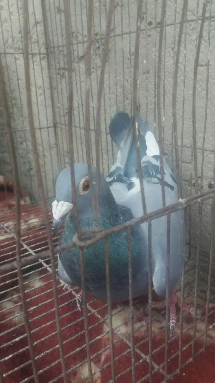 کبوتر گم شده|پرنده|زهک, |دیوار