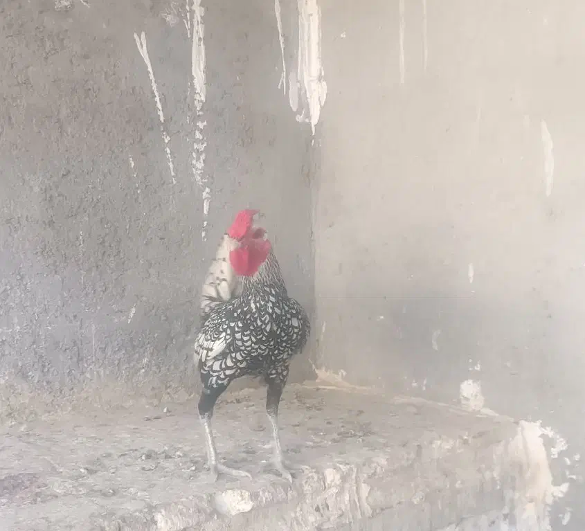 خروس مینیاتوری|حیوانات مزرعه|فردوس (خراسان), |دیوار