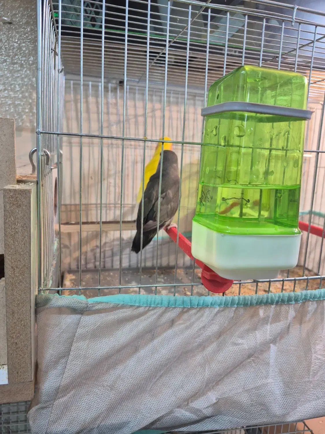 کوتوله و مرغ عشق|پرنده|کاشان, پشت شهربانی|دیوار