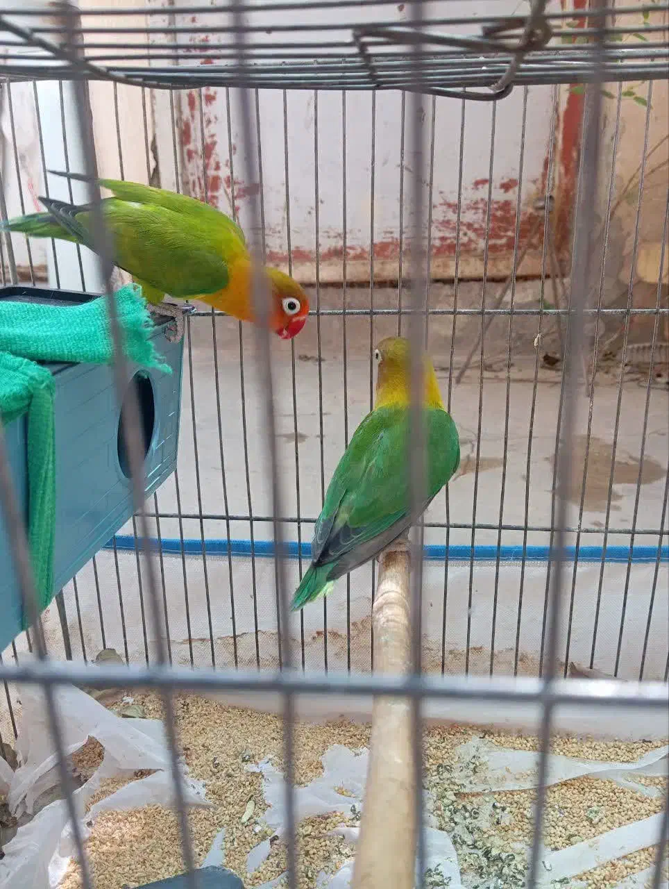 کوتوله قیمت مناسب|پرنده|قم, یخچال قاضی|دیوار