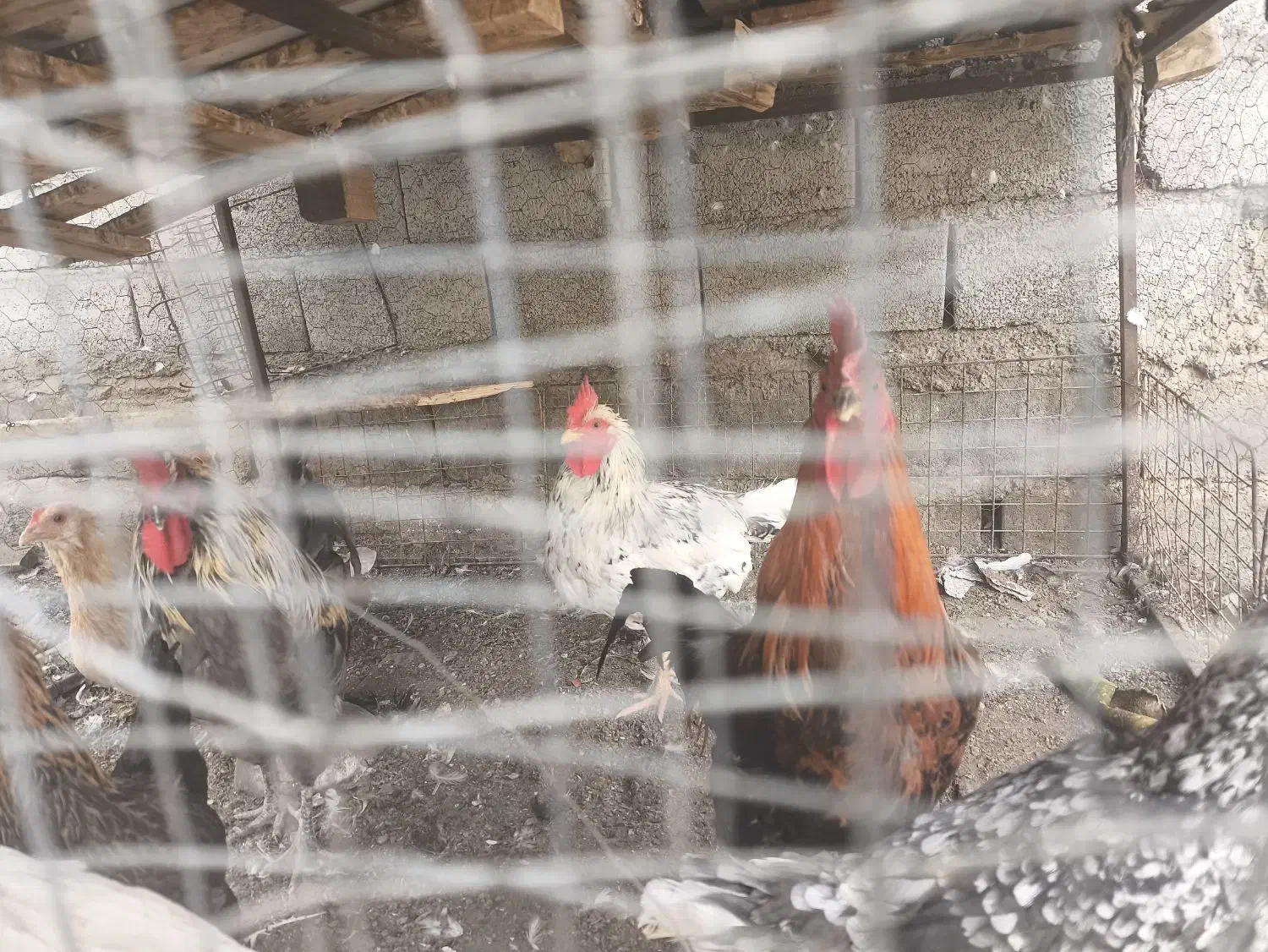 خروس،مرغ و بوقلمون محلی ضمانتی|حیوانات مزرعه|بم, |دیوار