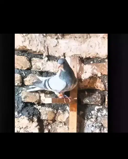 ۵ تا کفتر|پرنده|تربتحیدریه, یحیی آباد|دیوار