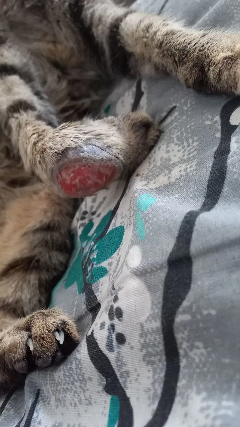 واگذاری گربه چهارماهه|گربه|قم, شهرک امام حسن|دیوار