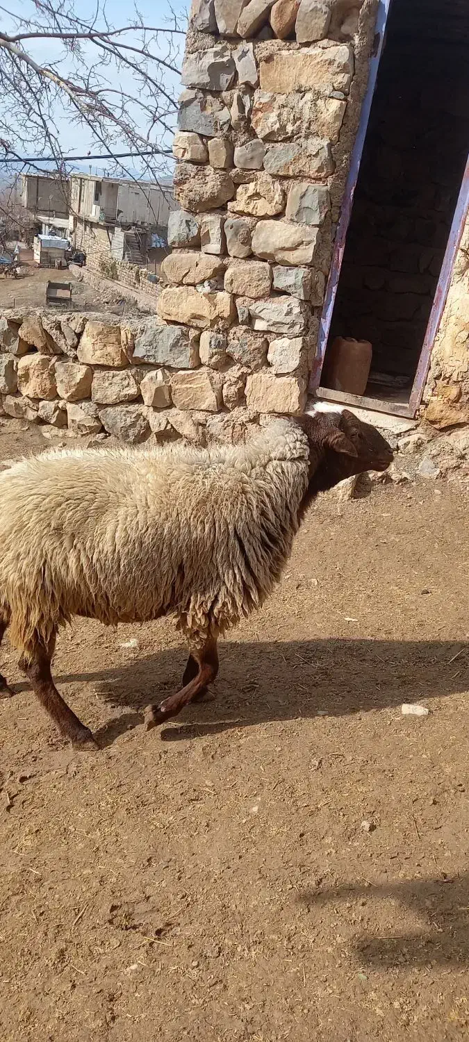 قوچ نر|حیوانات مزرعه|شاهیوند, |دیوار