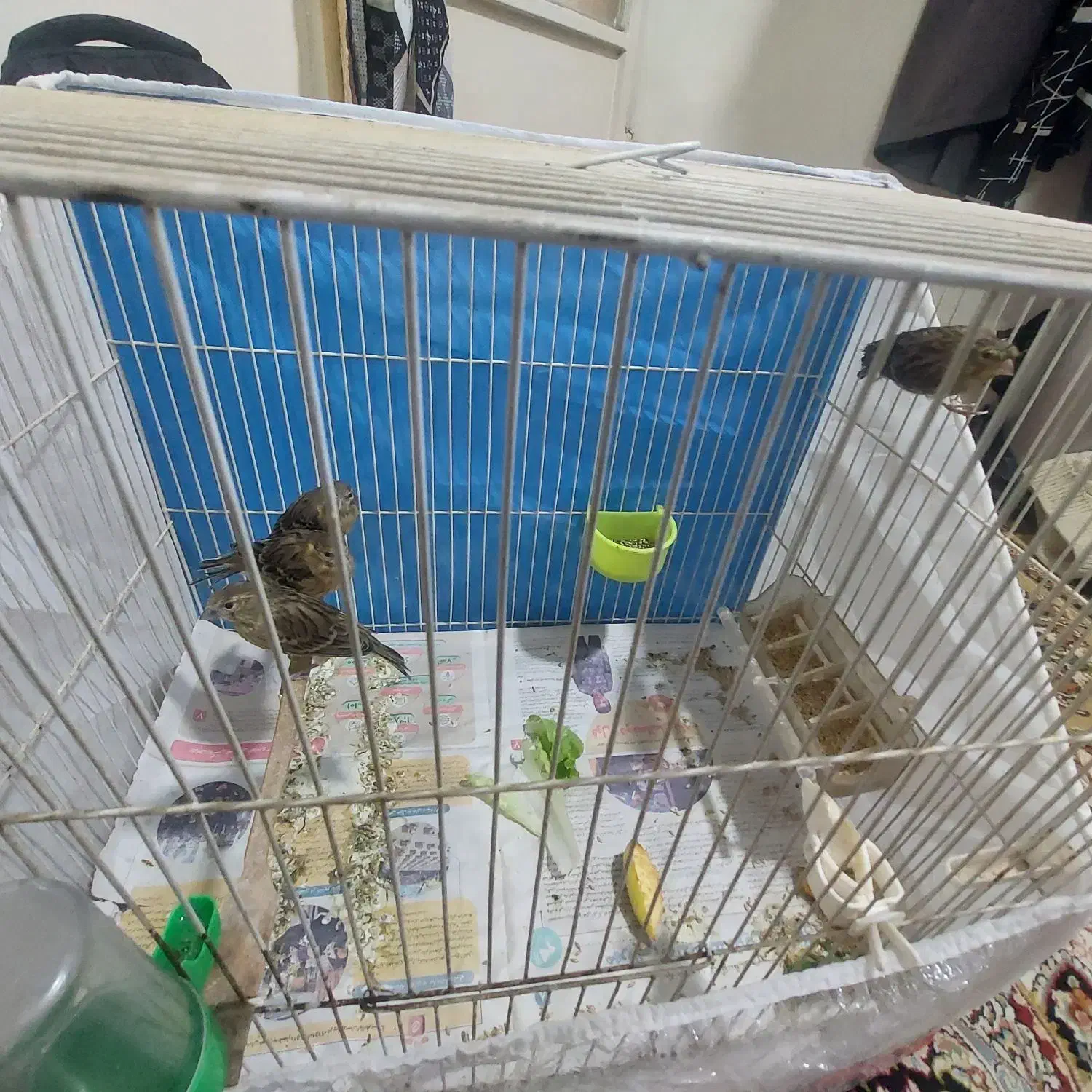 قناری|پرنده|مشهد, کوی سیدی|دیوار