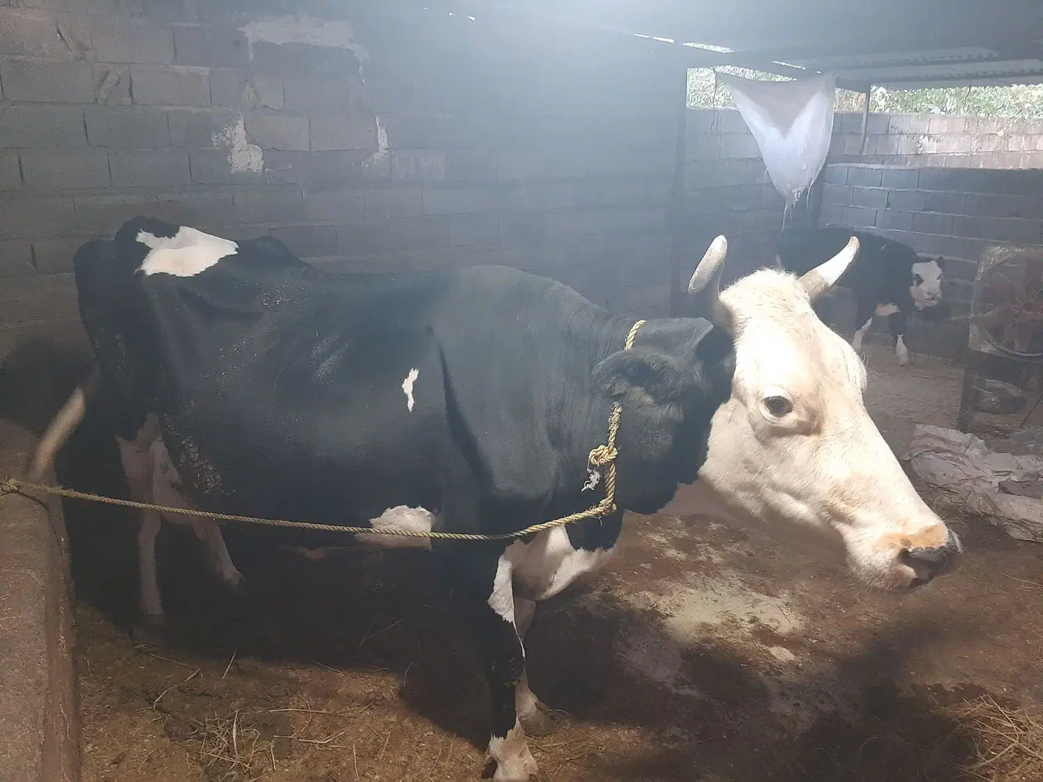 یک راس گاو شیرده هلشتاین ۲۰ کیلو شیر|حیوانات مزرعه|چمستان, |دیوار