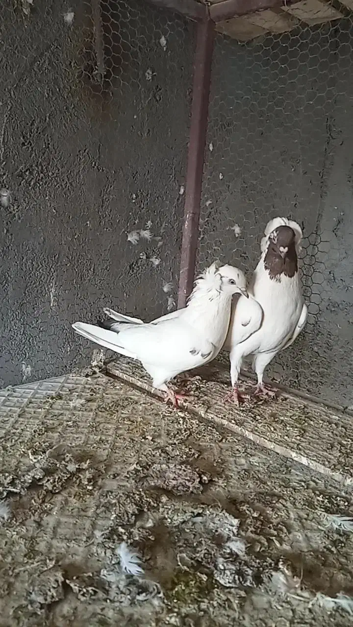 نرماده پرشی|پرنده|اردکان, |دیوار