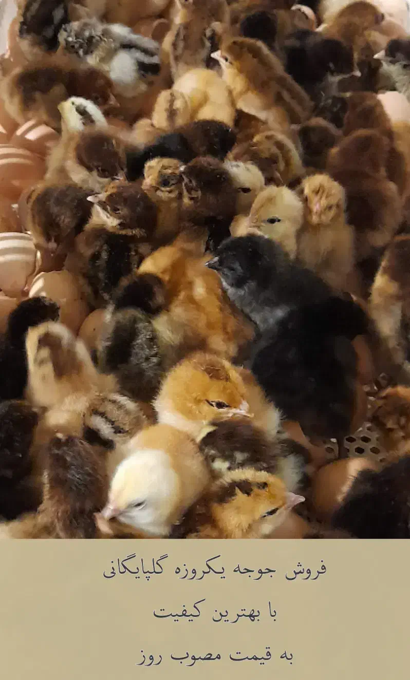 جوجه یکروزه گلپایگانی|حیوانات مزرعه|خسروشاه, |دیوار