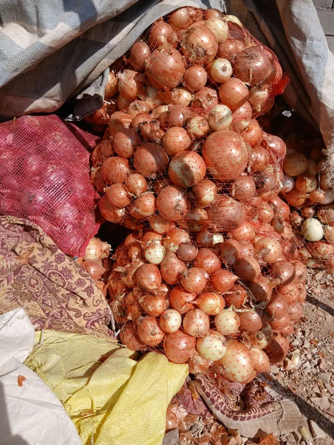 پیاز طلایی|عمده‌فروشی|کوزران, |دیوار