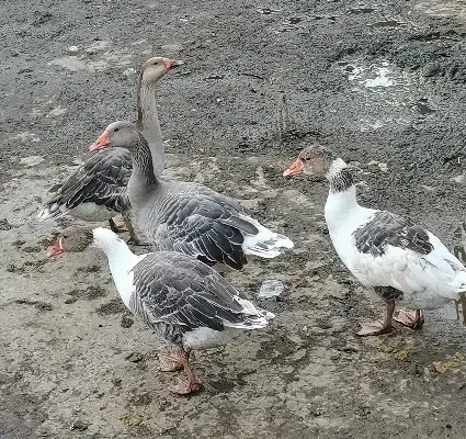 4 عدد غاز|حیوانات مزرعه|رشت, جانبازان|دیوار