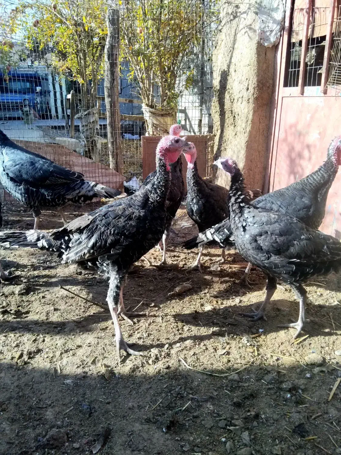 جوجه بوقلمون و جوجه برهماصل|حیوانات مزرعه|تربت جام, حافظ|دیوار