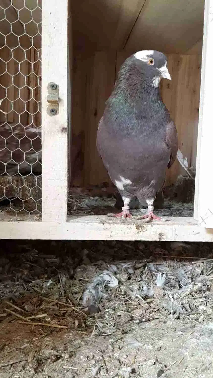 کبوتر پرشی|پرنده|اشنویه, |دیوار