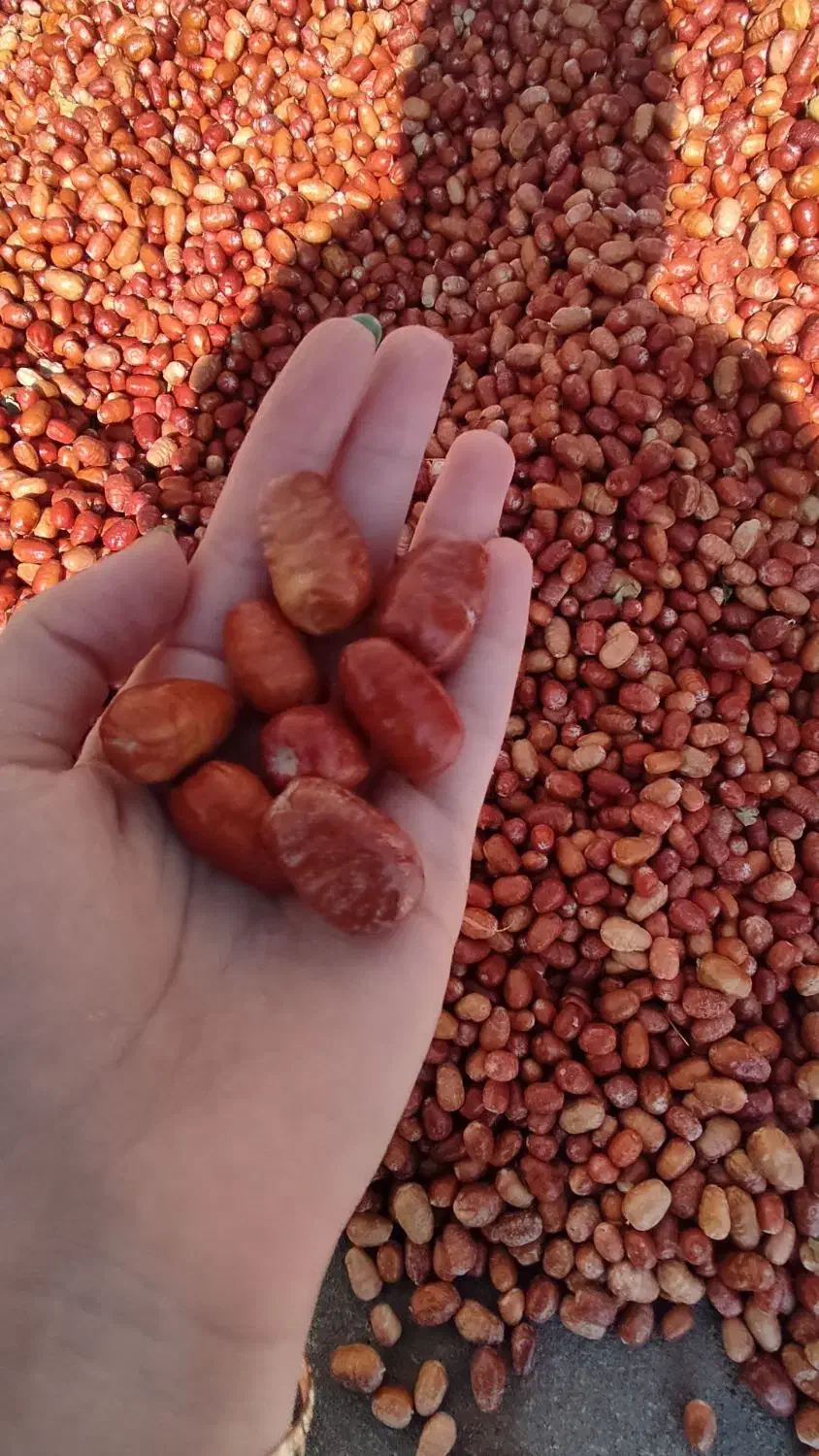 سنجد(ایده)|خوردنی و آشامیدنی|ماهنشان, |دیوار