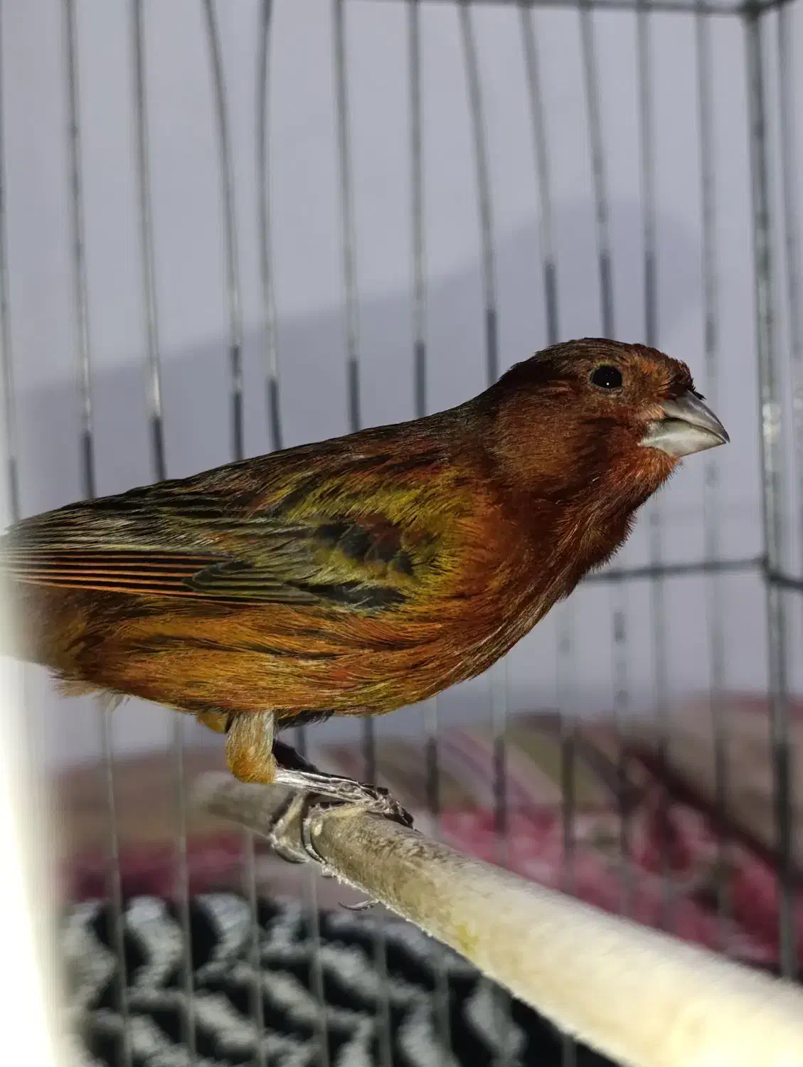 قناری نر|پرنده|ایلام, |دیوار