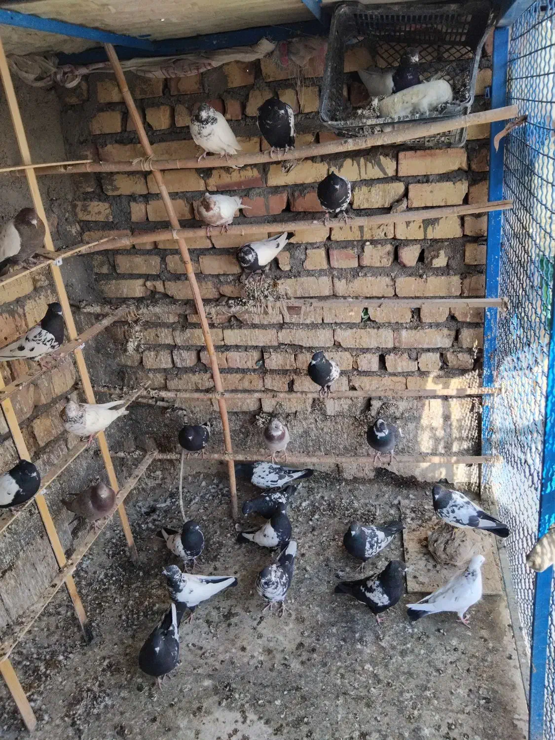 سینه‌دم‌سیاه‌،سرور|پرنده|ساوه, |دیوار