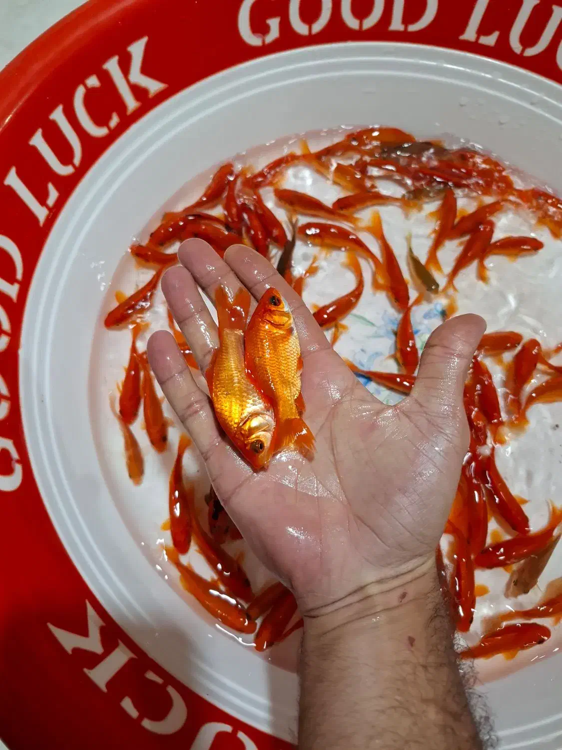 ماهی قرمز/طعمه/شکاف/گلدفیش/ماهی شب عید|ماهی|لنگرود, |دیوار