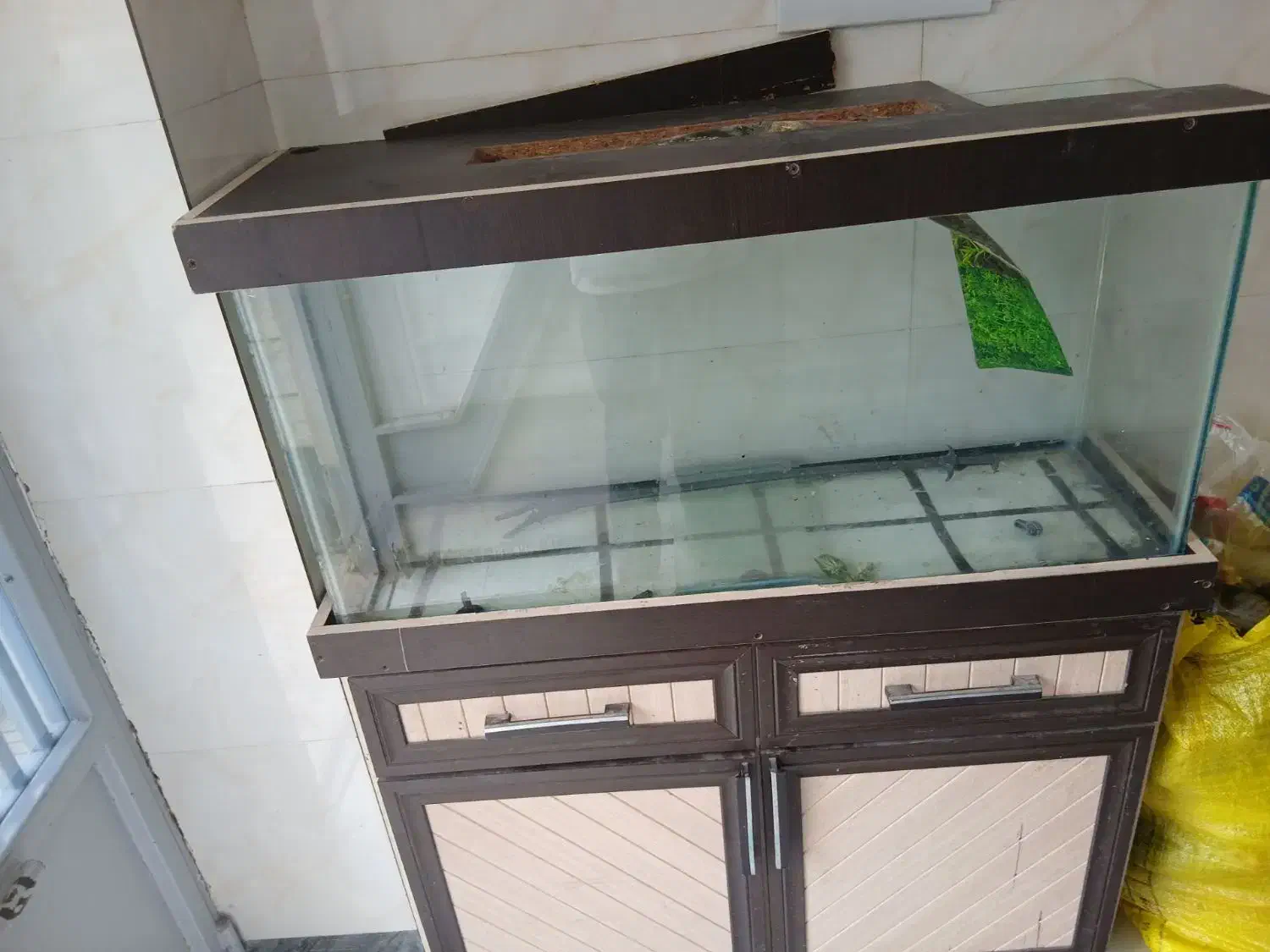 آکواریوم|ماهی|اردبیل, |دیوار