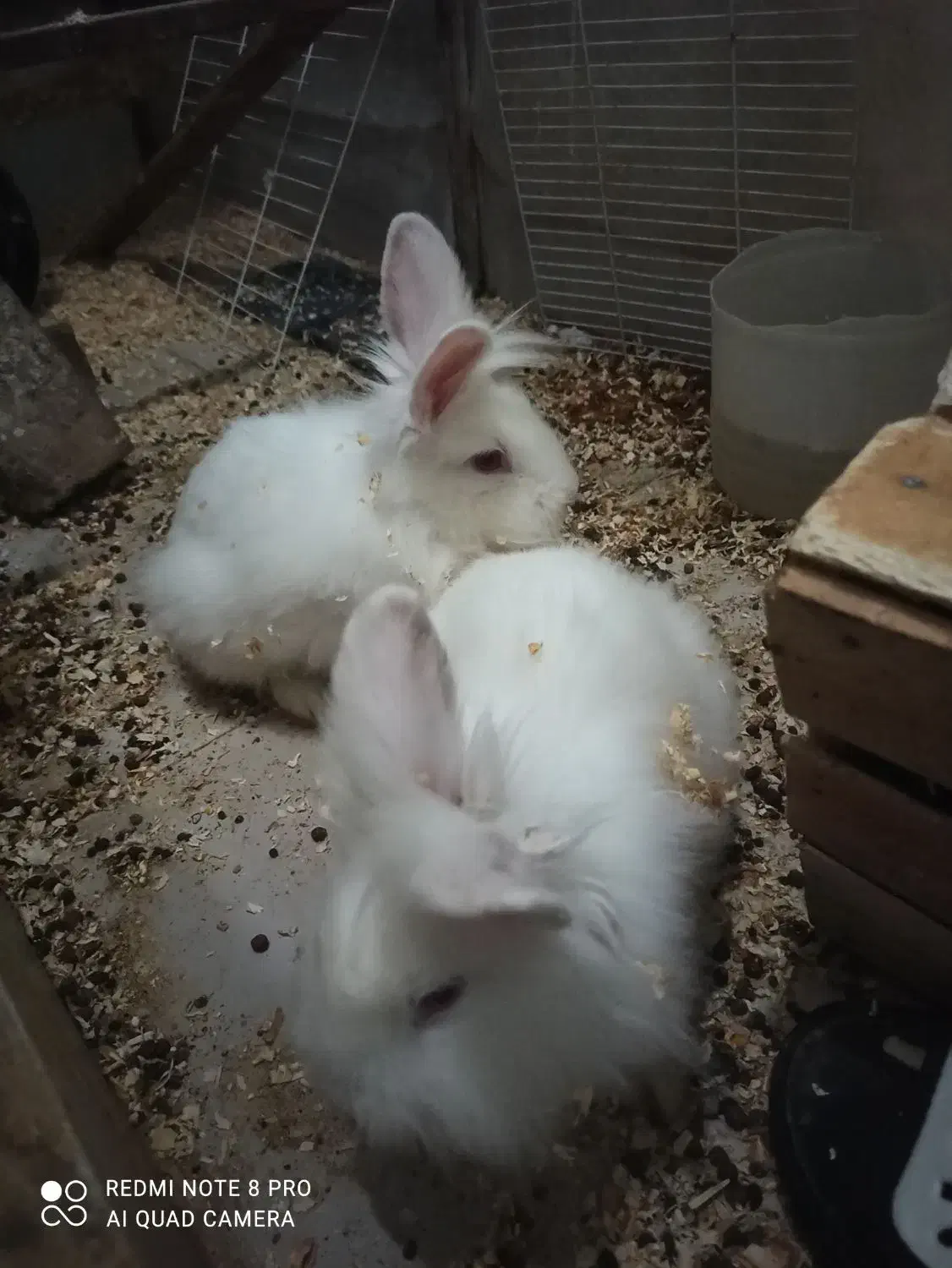 لوپ ماده باردار|موش و خرگوش|فردیس, شهرک وحدت|دیوار