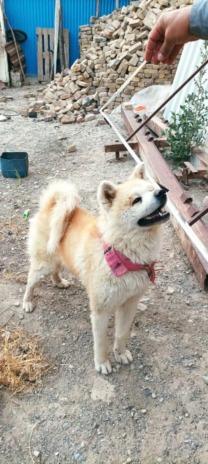 سگ آکیتا|سگ|مشکیندشت, |دیوار