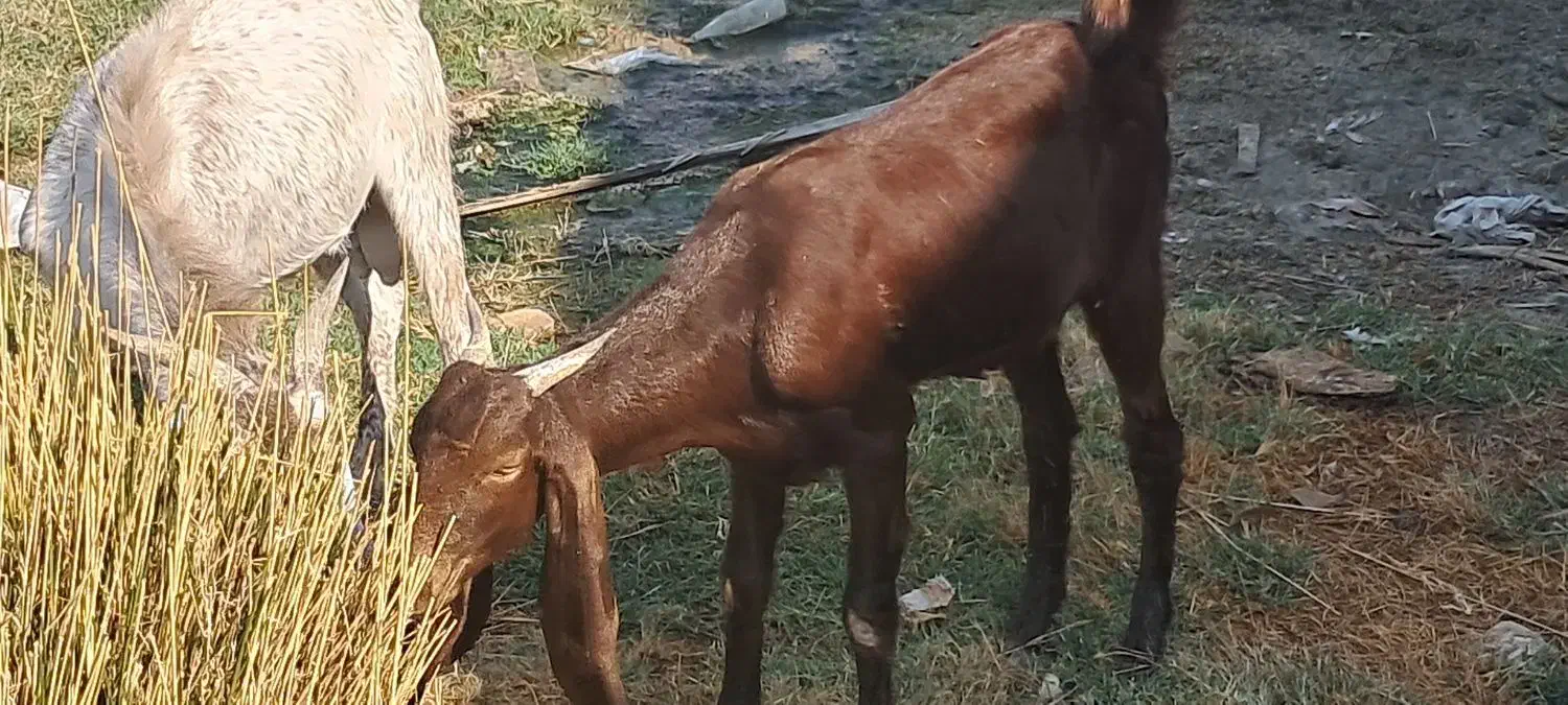 بز پاکستانی و افغانی|حیوانات مزرعه|شادگان, |دیوار