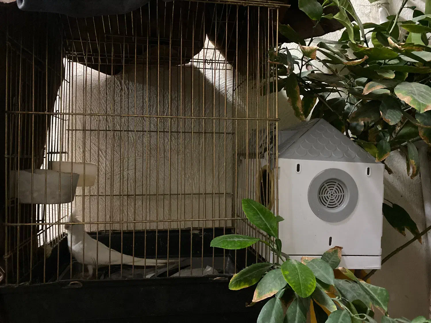 عروس هلندی|پرنده|قم, حنیف نژاد|دیوار