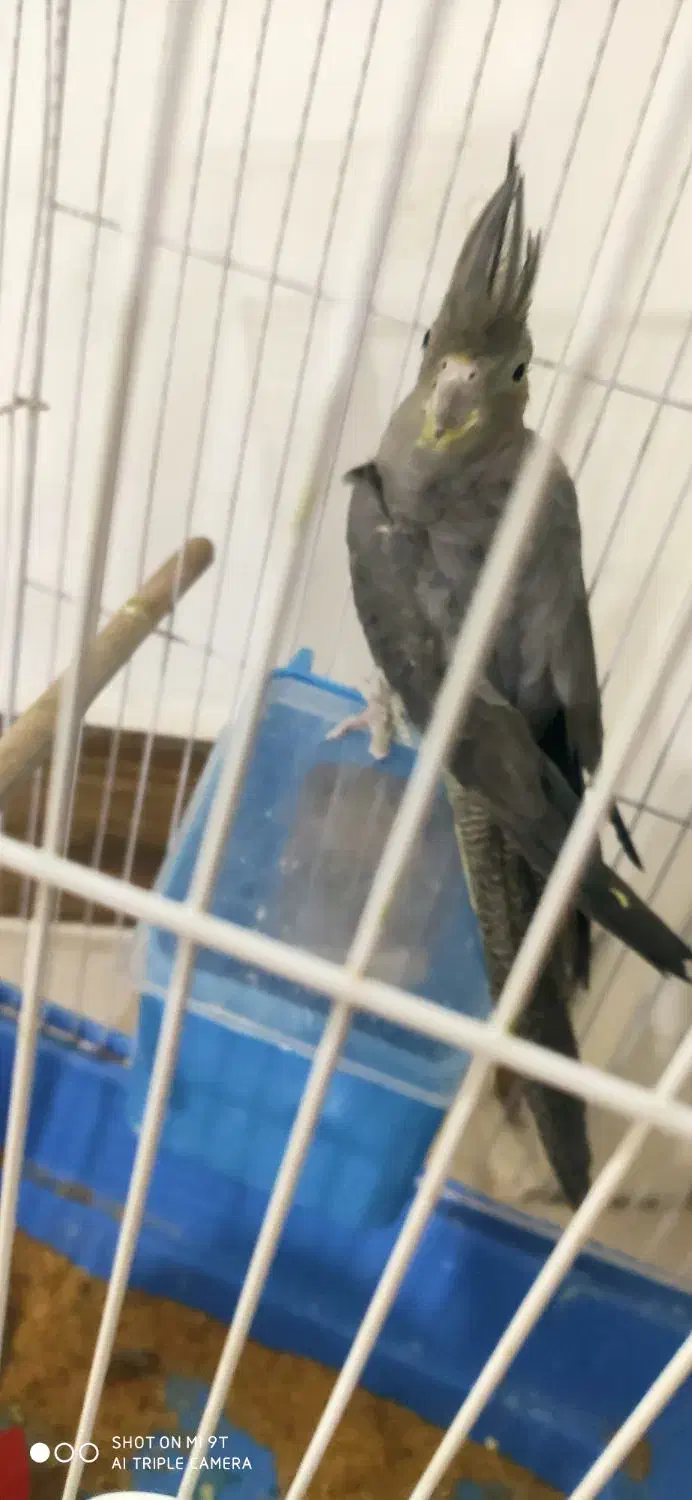 عروس هلندی ماده|پرنده|دوگنبدان, |دیوار