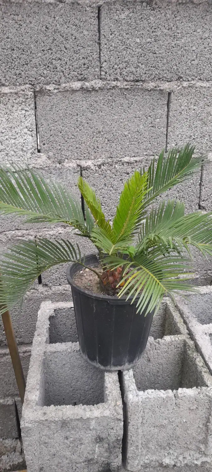 سیکاس وصخره ای|گل و گیاه طبیعی|رشت, حومه رشت|دیوار