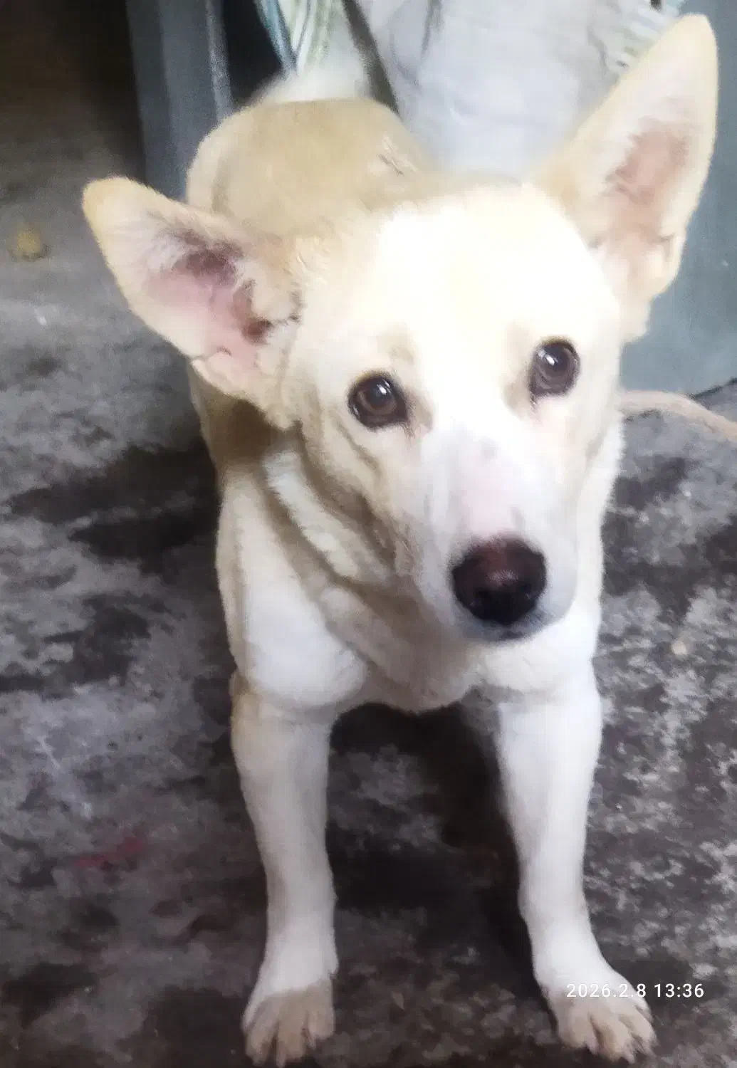 پیدا شده|حیوانات|میانه, |دیوار