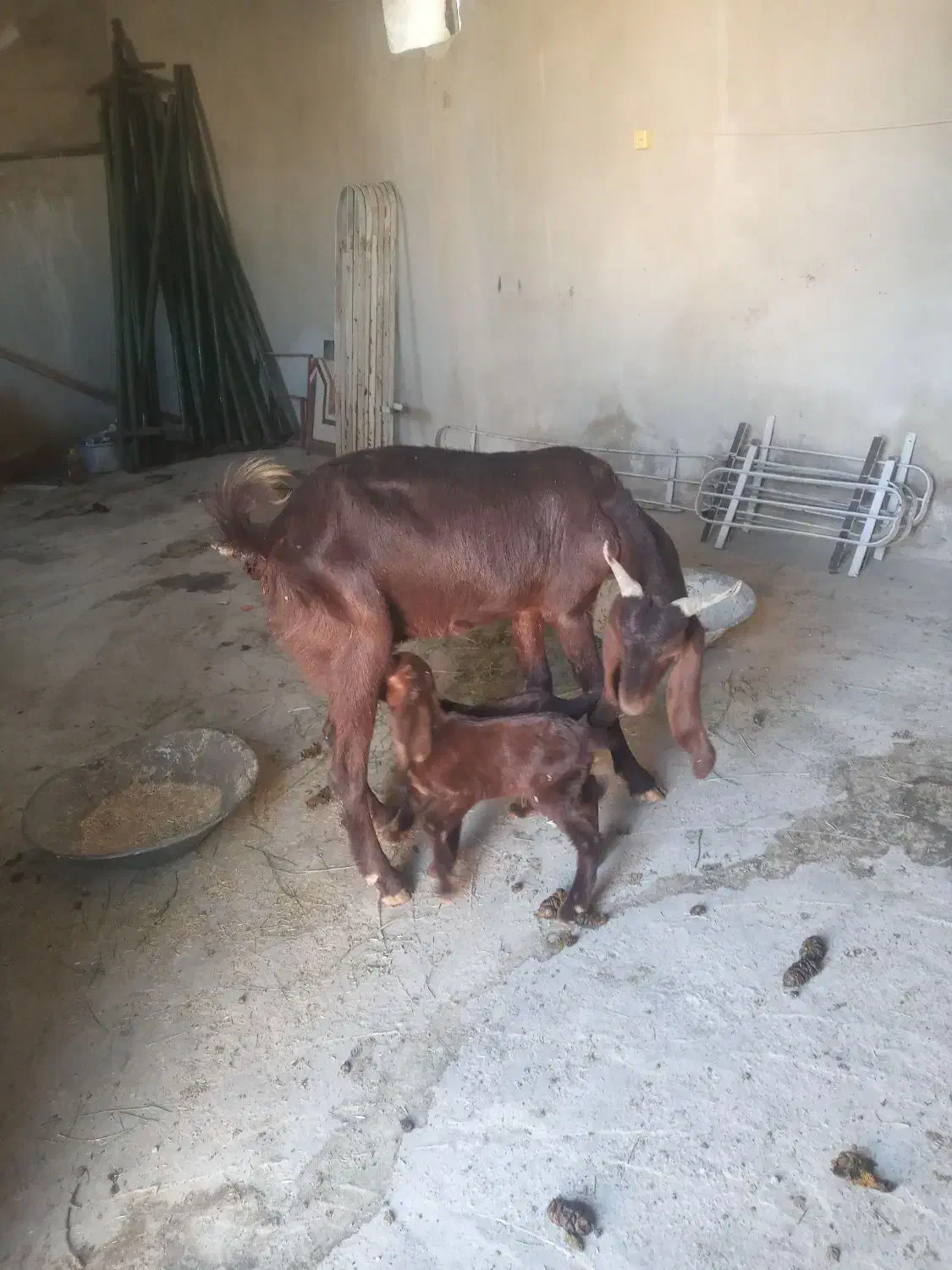 بز دوقلو|حیوانات مزرعه|سیوان, |دیوار