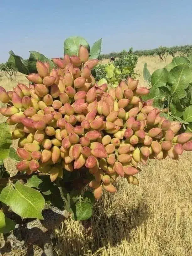 نهالستان ارقام با کیفیت لیبل دار|خدمات باغبانی و درختکاری|رومشکان, |دیوار