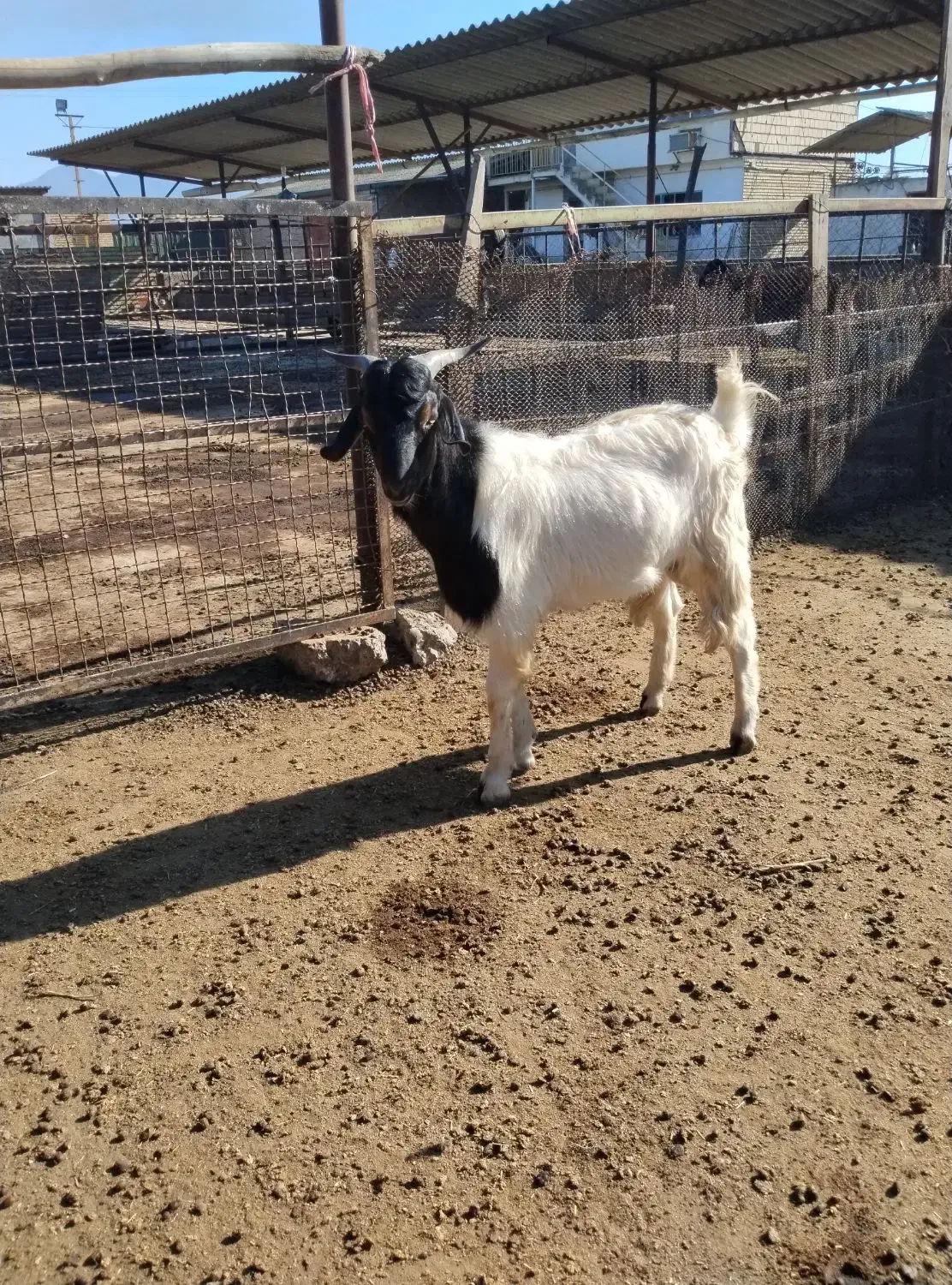 دو راس بزغاله نر و ماده سالم|حیوانات مزرعه|مزرعه کتول, |دیوار