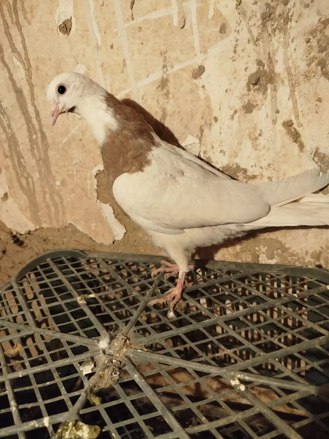 کفتر طوقی|پرنده|گل تپه, |دیوار