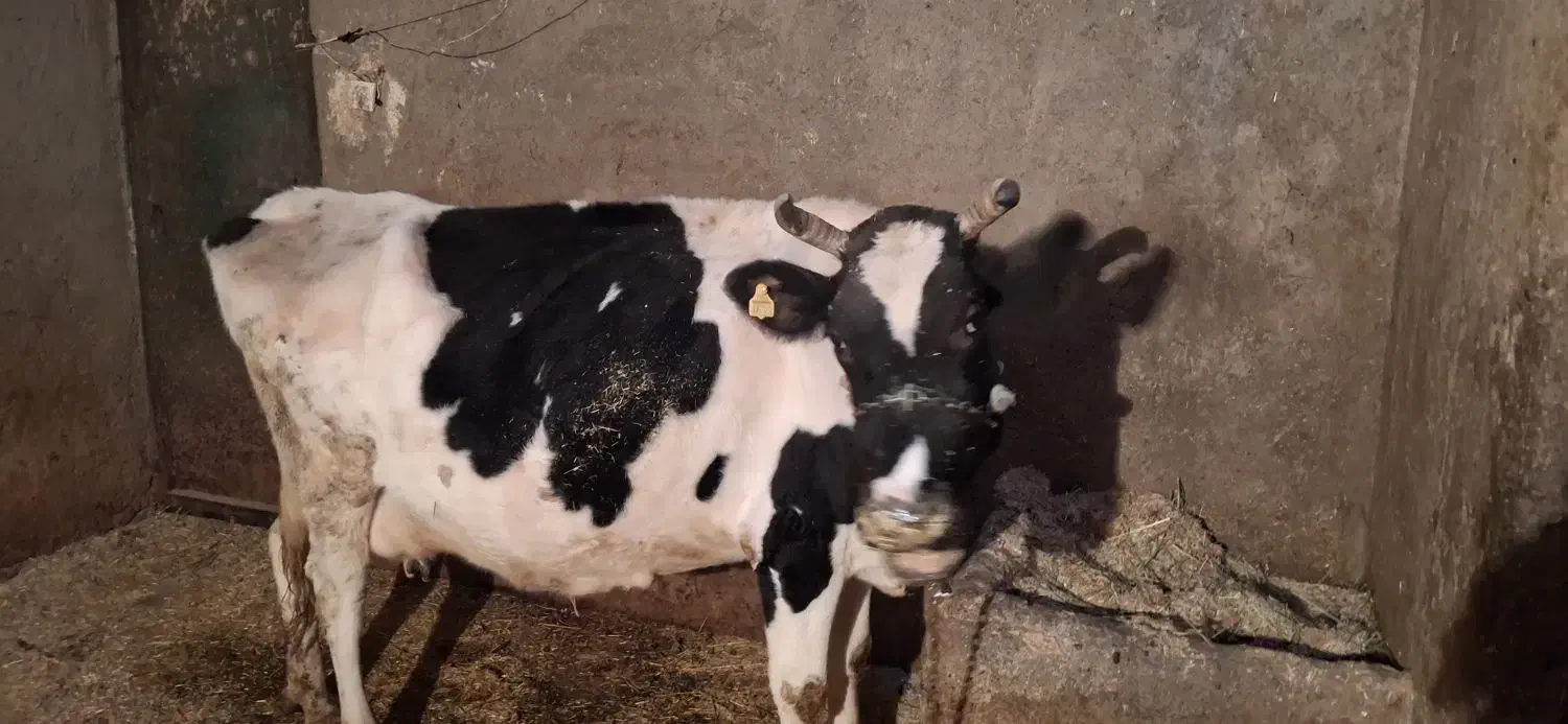 گاو سیمینتال|حیوانات مزرعه|سیلاخور, |دیوار